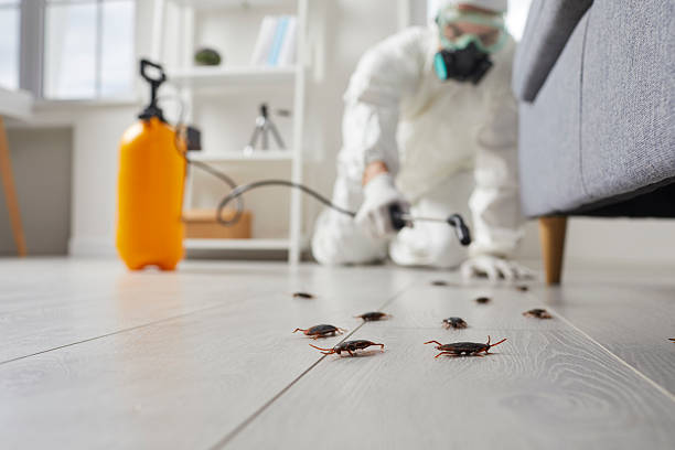 Trusted Cockroach Control service in Palo Alto, CA - Nex Pest Control